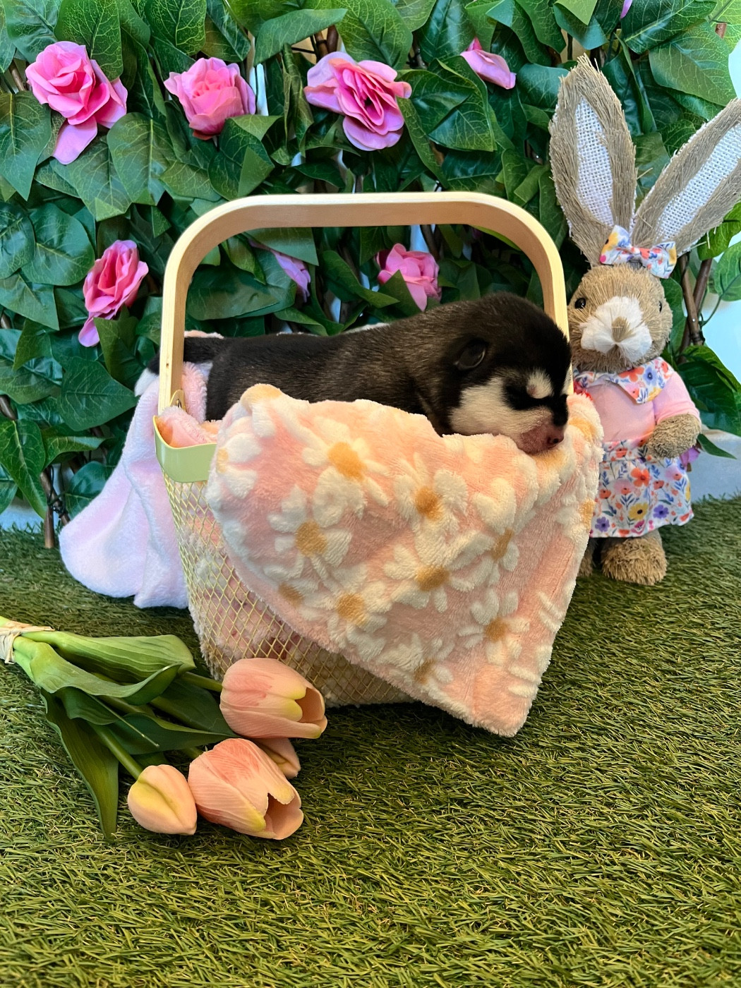 Of Everbloom - Chiots disponibles - Siberian Husky