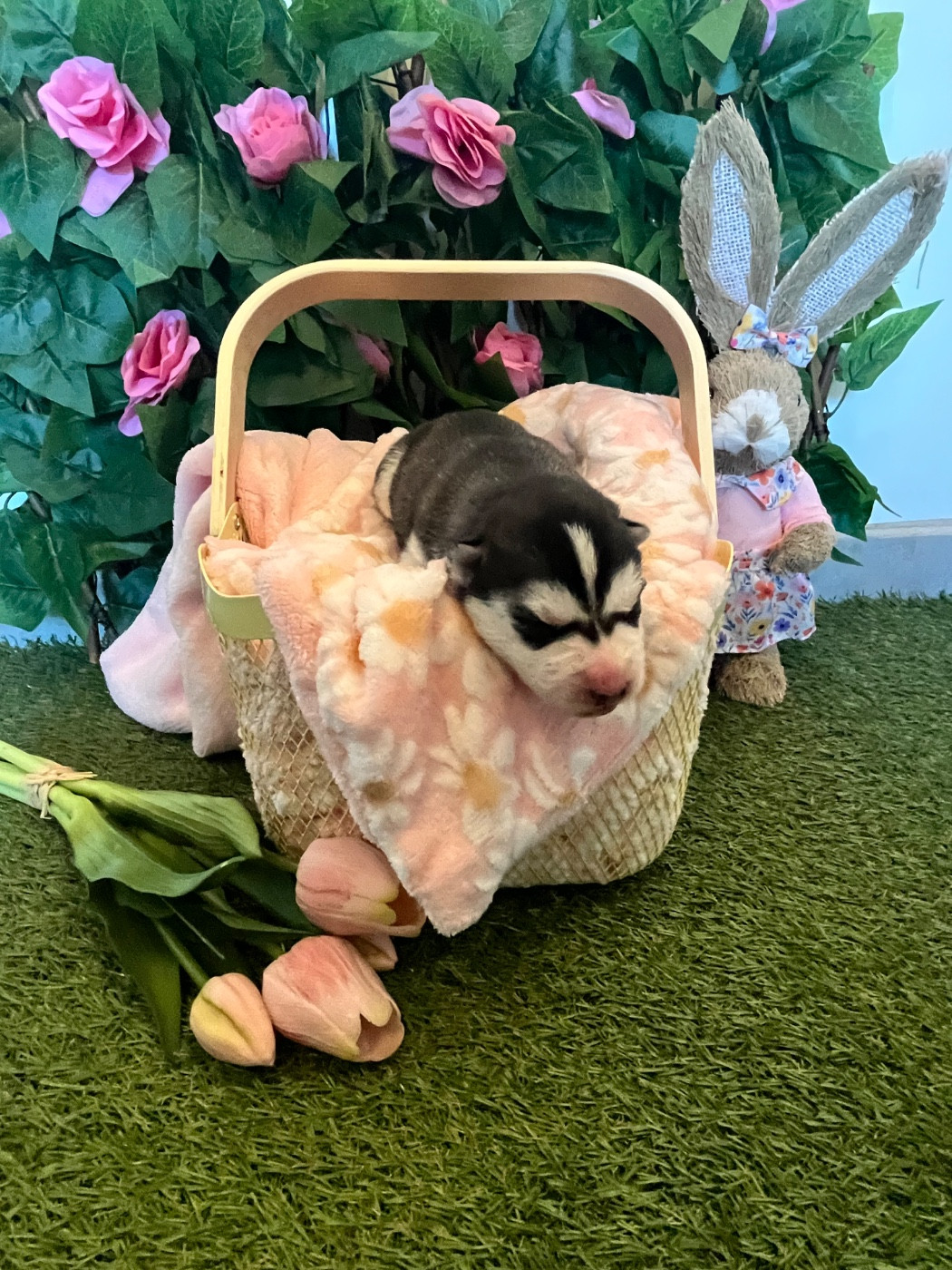 Of Everbloom - Chiots disponibles - Siberian Husky