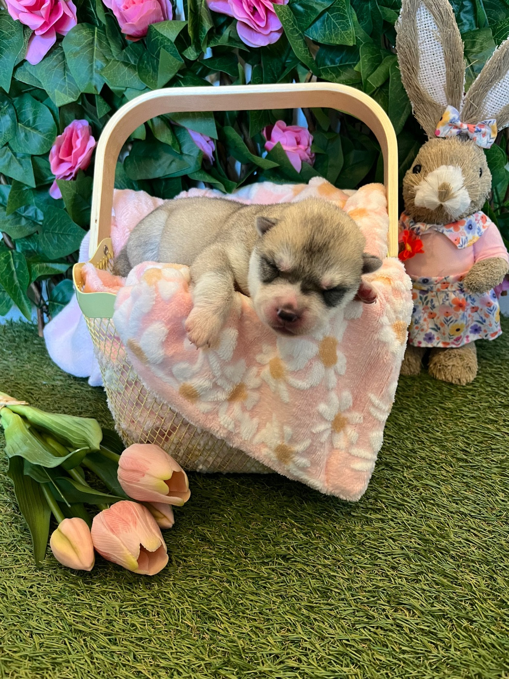 Of Everbloom - Chiots disponibles - Siberian Husky