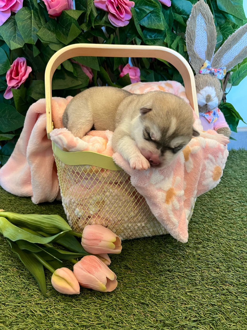 Of Everbloom - Chiots disponibles - Siberian Husky