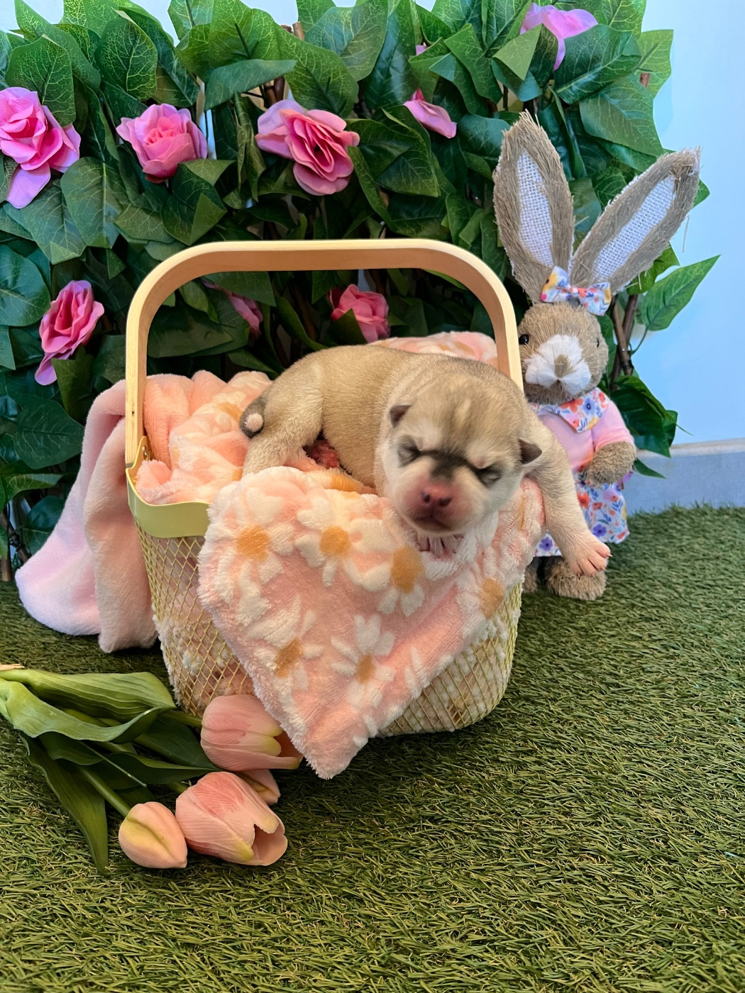 Of Everbloom - Chiots disponibles - Siberian Husky