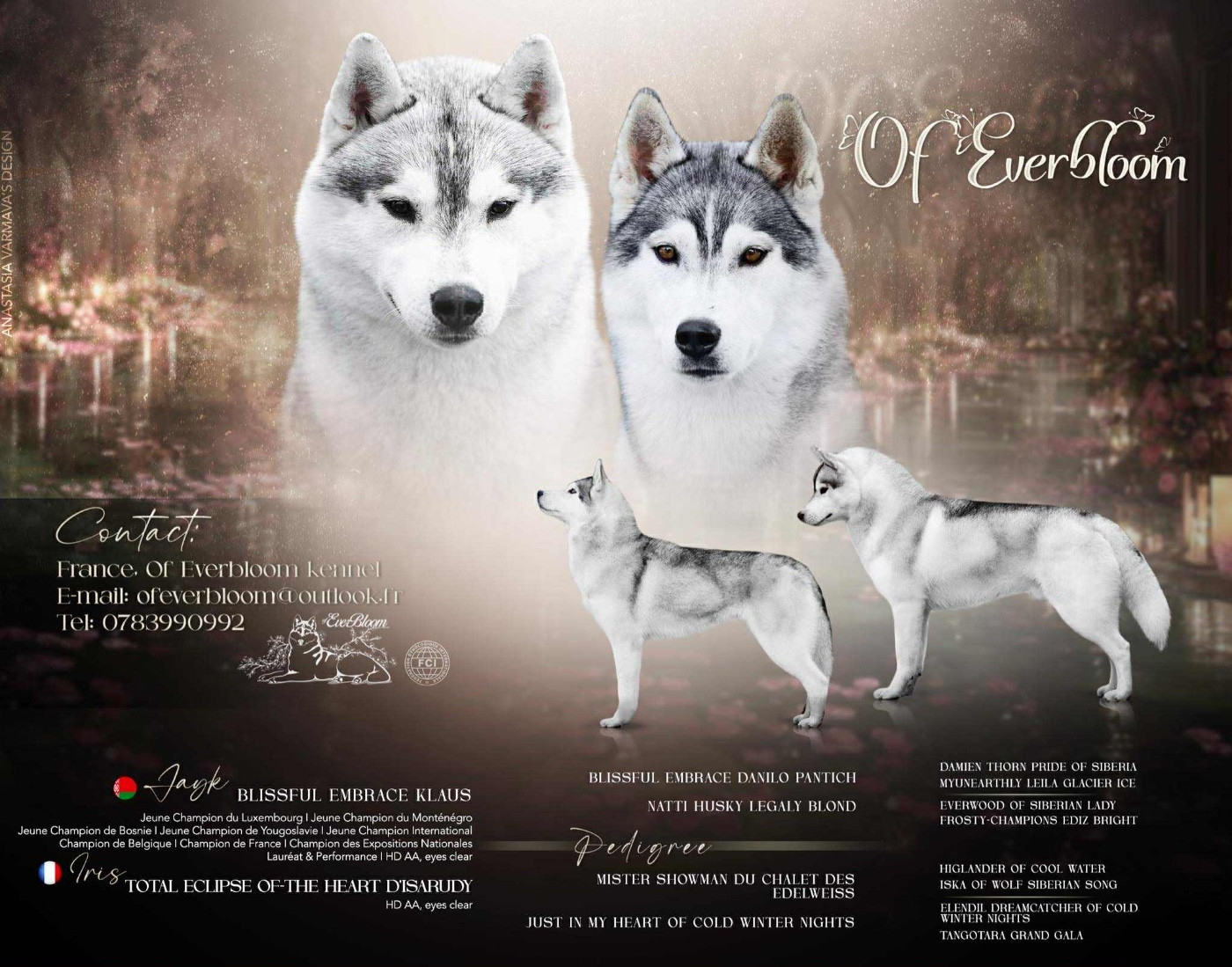 Chiot Siberian Husky Of Everbloom