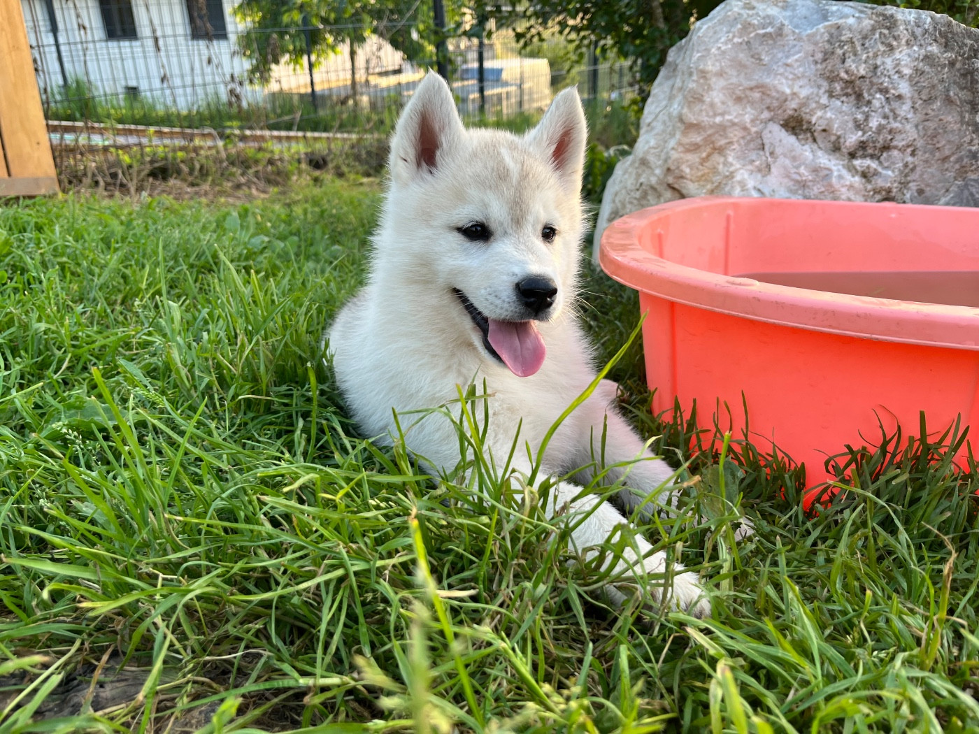 Of Everbloom - Chiots disponibles - Siberian Husky