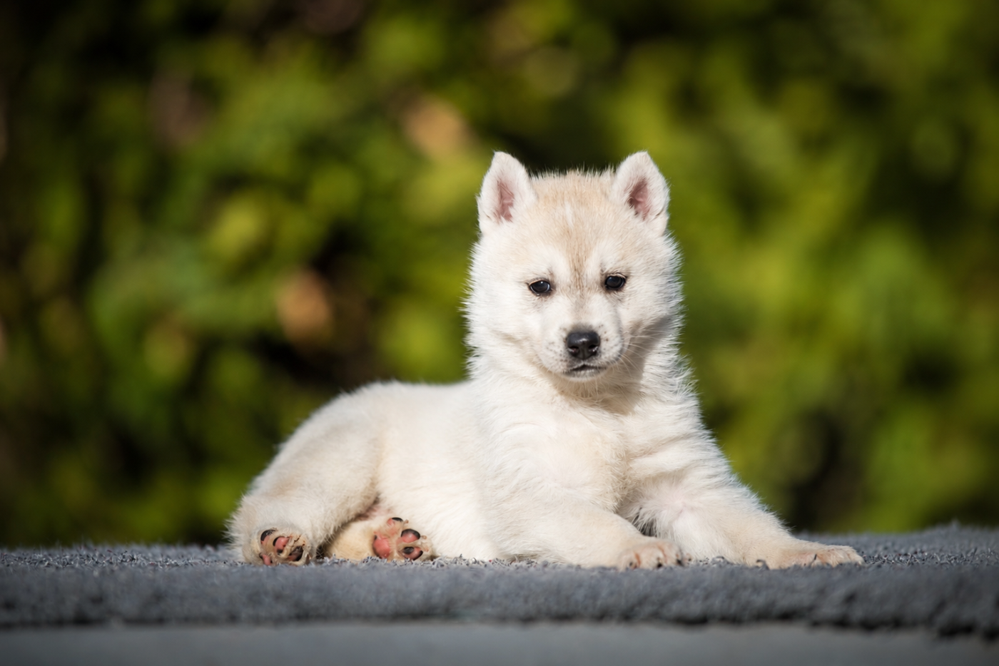 Of Everbloom - Chiots disponibles - Siberian Husky