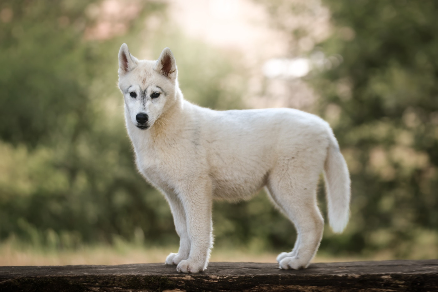 Of Everbloom - Chiots disponibles - Siberian Husky